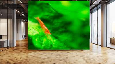 Big fire red or cherry dwarf shrimp with green background in fresh water aquarium tank. Wall mural