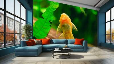 Fish Ancistrus Ancistrus dolichopterus in a home freshwater aquarium. Wall mural