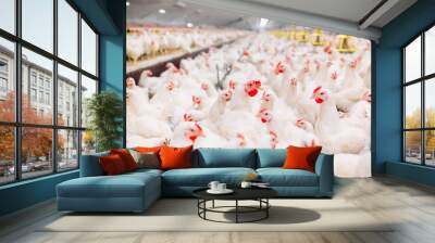 Indoors chicken farm, chicken feeding Wall mural