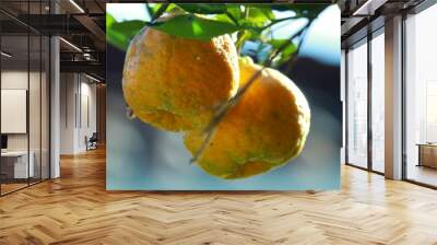 orange fruit on tree Wall mural