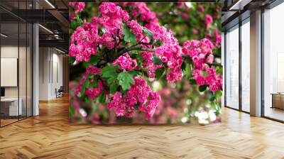 Lagerstroemia L., crape myrtle pink petals. Floral background of pure pink flowers on the branches with green leaves Wall mural