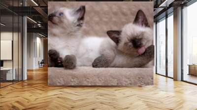 Siamese kittens  Wall mural