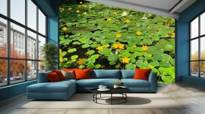 pond yello flower Wall mural