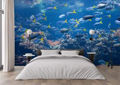 coral reef and fish Wall mural