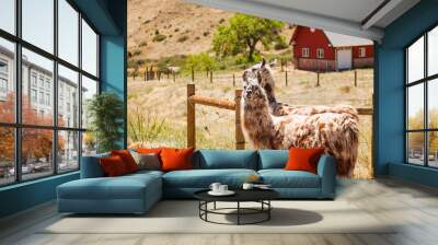 two llamas by fence Wall mural