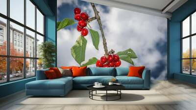 Branch of red cherries Wall mural