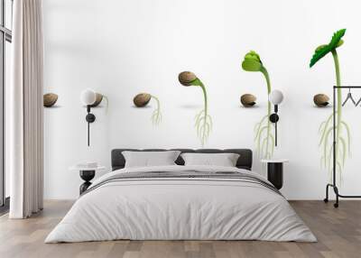 Stages of cannabis seed germination from seed to sprout, realistic illustration isolated on white background Wall mural