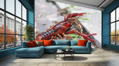 Crayfish in nature Wall mural