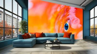 Fish Eye. Gold fish Wall mural