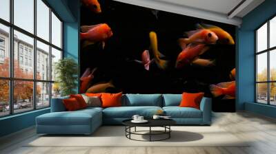 Malawi cichlid fish in closeup.. Wall mural