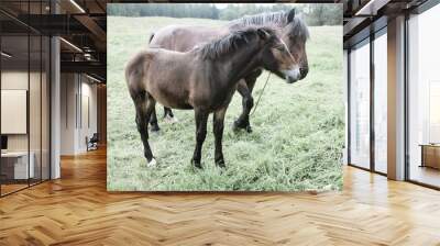 A pair of horses grazing on the field. Wall mural