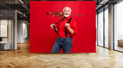 Portrait of his he nice attractive funny cheerful glad positive gray-haired man holding in mouth rose pulling suspenders having fun isolated over bright vivid shine vibrant red background Wall mural