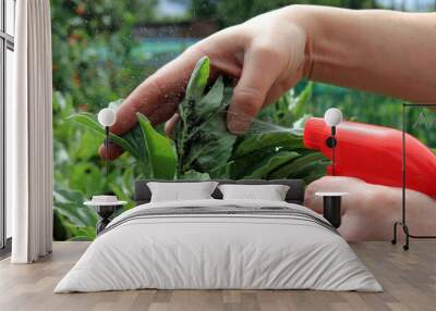 A gardener using a sprayer to treat blackfly on a broad bean plant. Wall mural