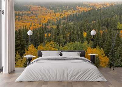 Landscape of autumn aspens in full color and conifers, Peak to Peak Highway, Roosevelt National Forest, Rocky Mountains, Colorado, USA Wall mural