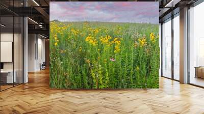 Summer, tall grass wildflower prairie with yellow and pink coneflowers at dawn, Michigan, USA Wall mural