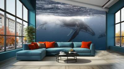 whale kiss - mother & calf - tonga Wall mural