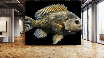 napolean fish isolated on black Wall mural