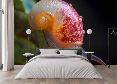 snail on a leaf Wall mural