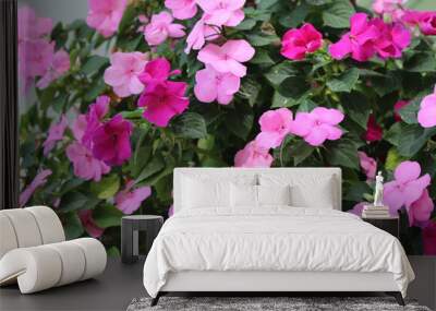 Impatiens in shades of pink Wall mural