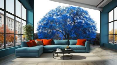 big blue tree in black and white landscape scene in central park, new york city Wall mural