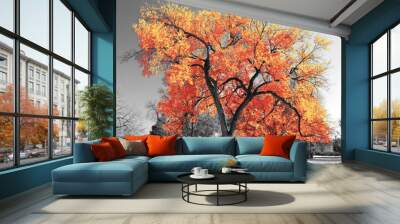 Big colorful tree with bright orange yellow leaves in a black and white landscape scene in the park Wall mural