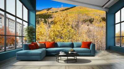 Fall aspen forest with golden trees covering a panoramic landscape in the Colorado Rocky Mountains Wall mural