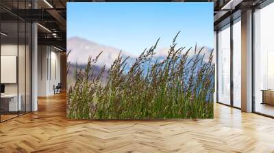 grass growing in colorado mountains Wall mural