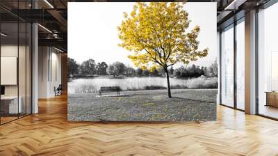 Yellow Tree Over Park Bench Wall mural