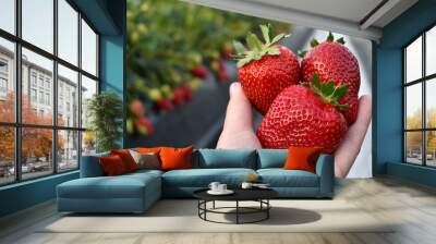 Big, juicy strawberries held in a hand in a greenhouse on a strawberry farm Wall mural