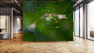 Frog swimming Wall mural