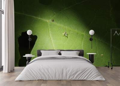 Spotlight on a fly Wall mural