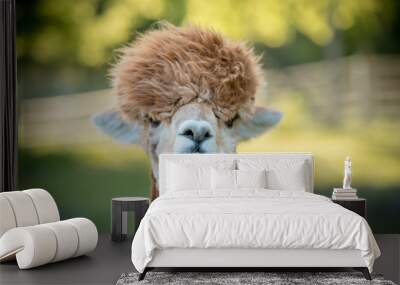 portrait of a alpaca, isolated face. cute funny expression Wall mural