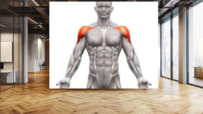 Deltoris Muscles Anterior - Anatomy Muscles isolated on white Wall mural