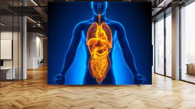 Medical Imaging - Male Organs Wall mural