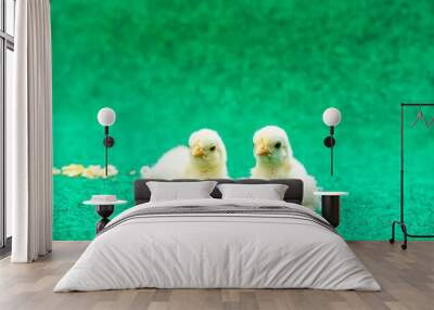 Closeup of two yellow Serama chicks on a artificial grass background Wall mural