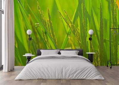 green field with Ears of rice. Wall mural