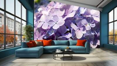 青紫色の紫陽花 Wall mural