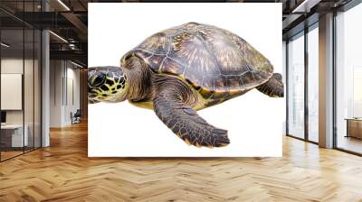 Turtle isolated on transparent background for cut out Wall mural