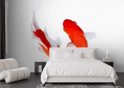 Two Beautiful Koi Fish Swimming in Clear Water Wall mural