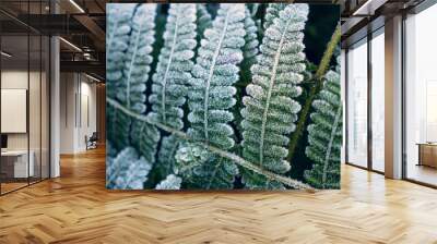 Green frozen leaves background. Green plant with frost or hoarfrost in early morning, close up. Wall mural