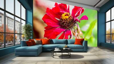 red flower with a bee Wall mural