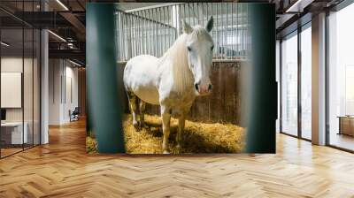 white horse in the stable Wall mural