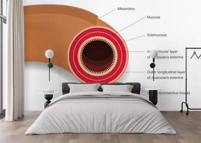 Small intestine. Cross section of human intestinal jejunum. Digestive organ. Medical education. Wall mural