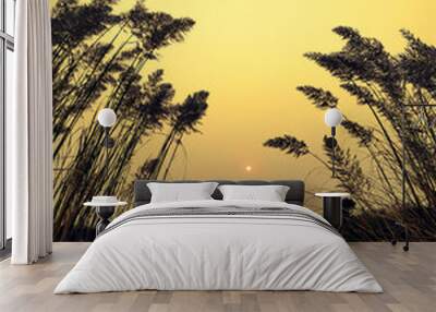 Revanna Grass - Sacharum Revannae - Sunset in the middle of ornamental grass with the Field Wall mural