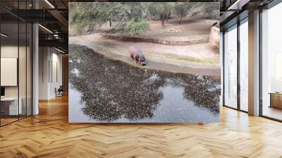 hippopotamus in mud Wall mural