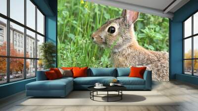 Cottontail Rabbit in Grass Wall mural