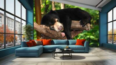 sleeping sun bear Wall mural