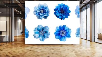 Collection of various blue flowers isolated on a transparent background Wall mural