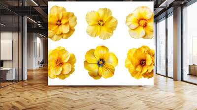 Selection of various yellow flowers isolated on transparent background Wall mural