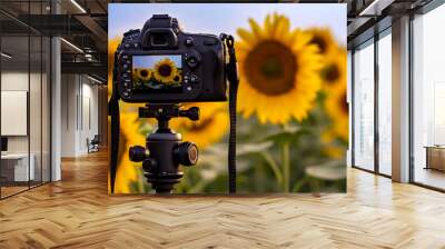 Camera capturing sunflowers field Wall mural